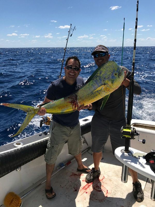 Mahi-Mahi Are Here! 1 Sea Cross Fishing Miami