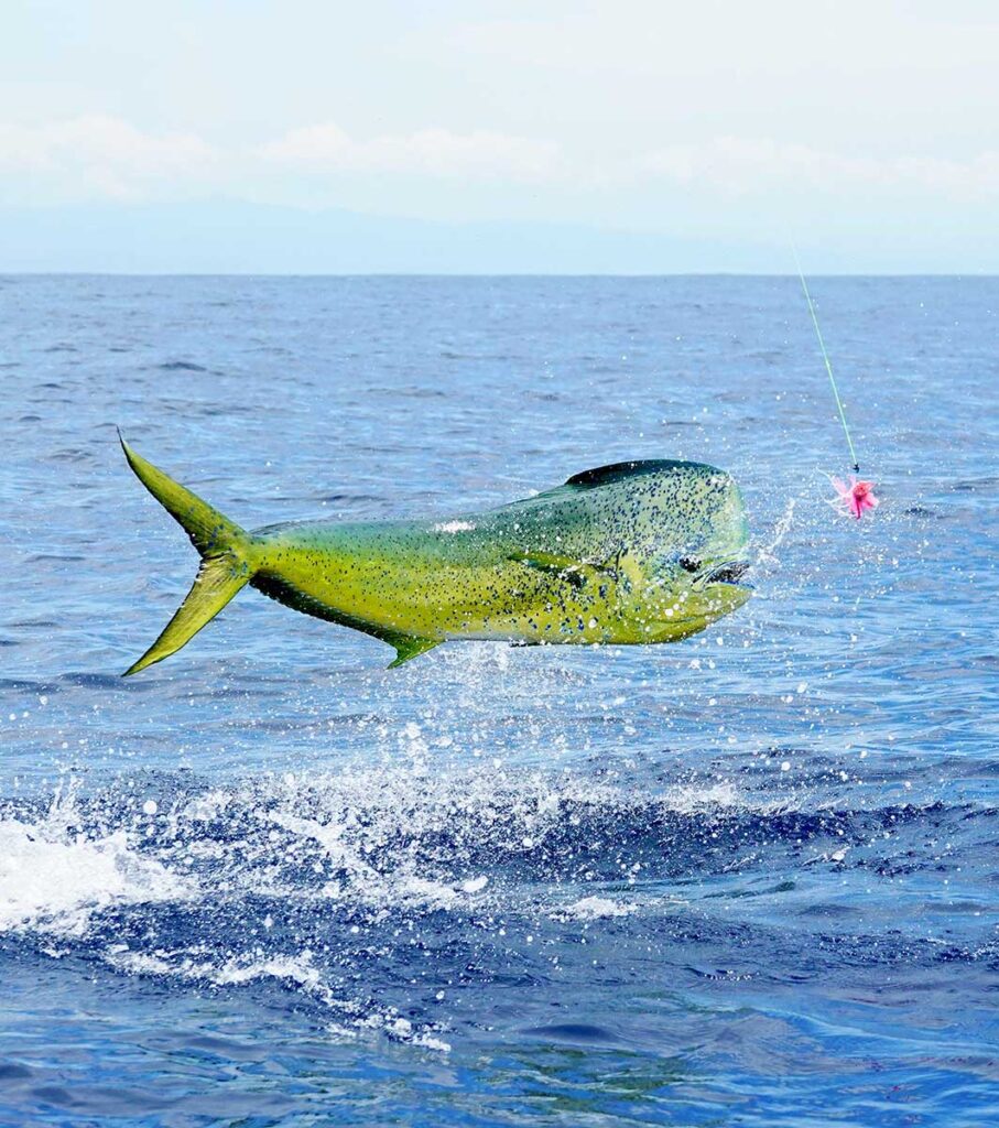 mahi-mahi