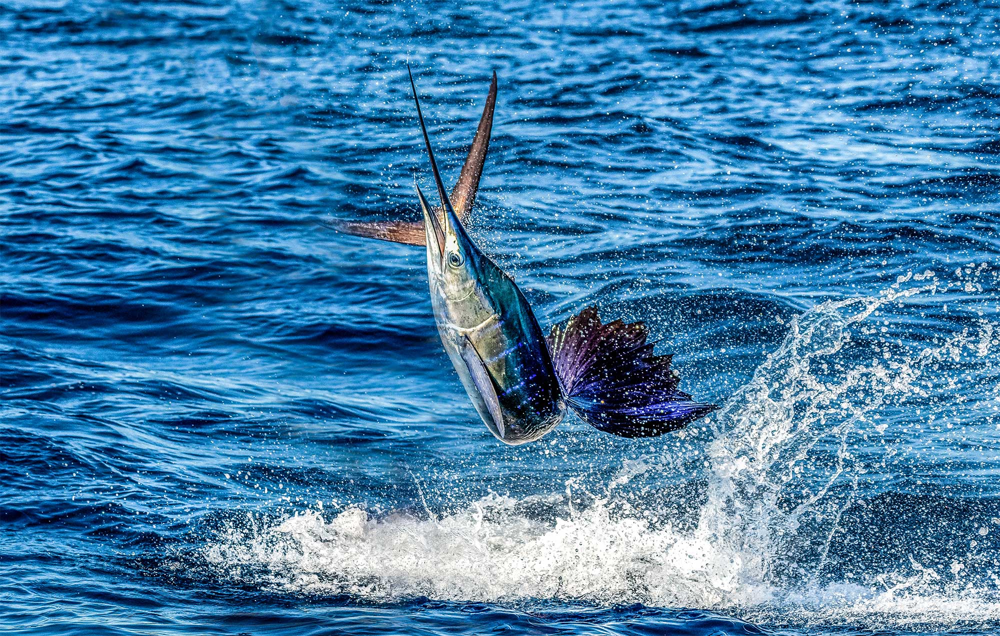 Sailfish jumping out of the water